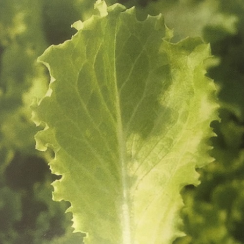 Salad Leaves Lettuce Green Batavia